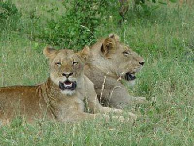 фото отеля Bushwise Safaris