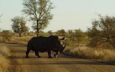 фото отеля Bushwise Safaris