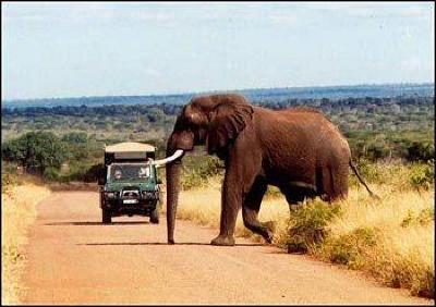 фото отеля Bushwise Safaris