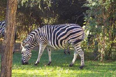 фото отеля Bushwise Safaris