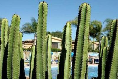 фото отеля Hotel Dunas Suites And Villas Resort Gran Canaria