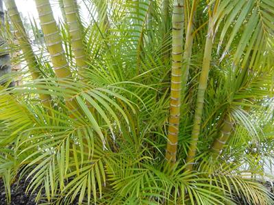 фото отеля Forster Palms Motel