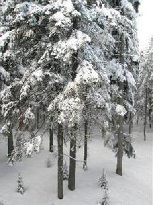 фото отеля Flora Hotel Borovets