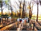 фото отеля Balneario de Cofrentes