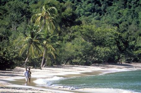 фото отеля Secret Harbour Beach Resort Saint Thomas (Virgin Islands, U.S.)