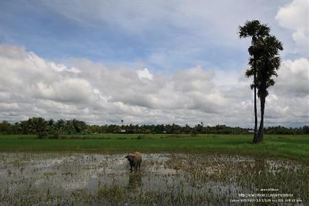 фото отеля The Pool and Palm Villa Siem Reap