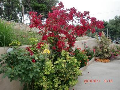 фото отеля Angeliki Beach Hotel