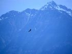 фото отеля Mount 7 Lodges Golden (British Columbia)