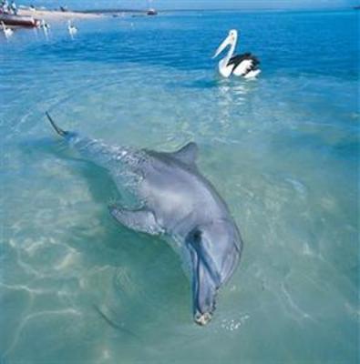 фото отеля Monkey Mia Dolphin Resort Denham