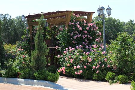 фото отеля BEST WESTERN PLUS Blanco Luxury Inn & Suites