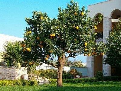 фото отеля La Rosa Blu Hotel Bari