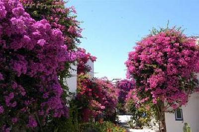 фото отеля Astir of Paros