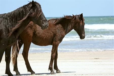 фото отеля Hilton Garden Inn Outer Banks/Kitty Hawk