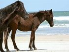 фото отеля Hilton Garden Inn Outer Banks/Kitty Hawk