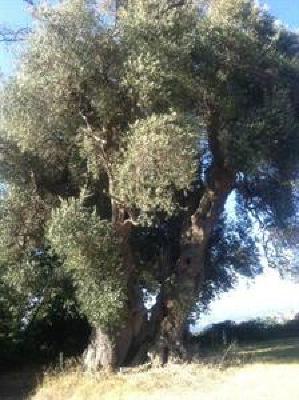 фото отеля Agriturismo Poggio Cucco Manciano