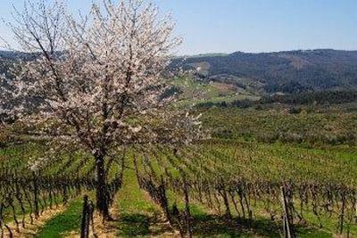 фото отеля Fattoria Voltrona Hotel San Gimignano