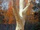 фото отеля Garden Grove Bed and Breakfast