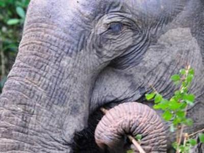 фото отеля Big Game Camp - Yala