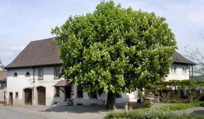 фото отеля Gasthaus Maien