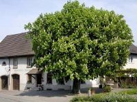 Gasthaus Maien
