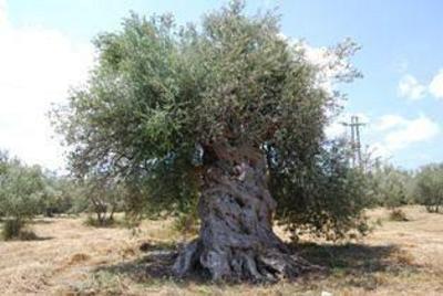фото отеля Anticomar Guesthouse Noto