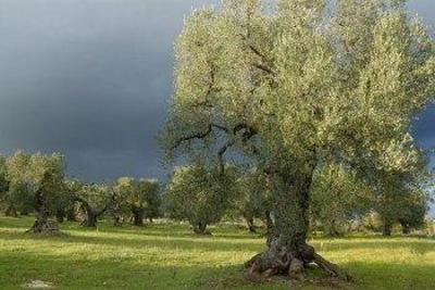 фото отеля Masseria Il Frantoio