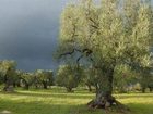 фото отеля Masseria Il Frantoio