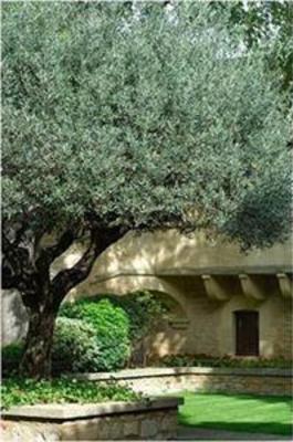 фото отеля Le Vieux Castillon