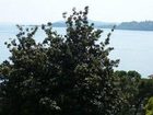 фото отеля Hotel Bellevue Gardone Riviera