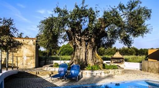 фото отеля Olive Grove Studios Apartments