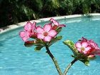 фото отеля Siboney Beach Club