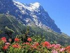 фото отеля Hotel Alpenhof Grindelwald