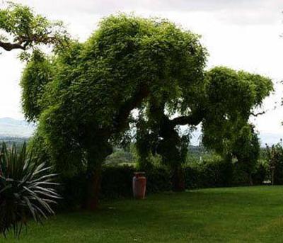 фото отеля Villa Cassia Di Baccano Loro Ciufenna