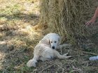 фото отеля Azienda Agricola La Valentina Nuova