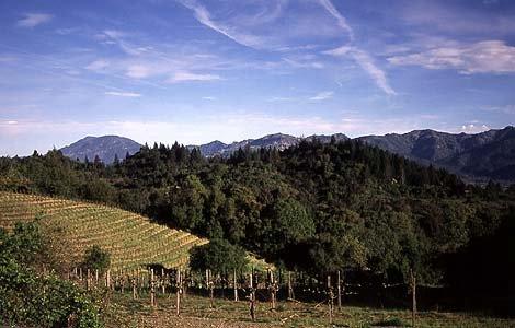 фото отеля The Southbridge Inn Saint Helena