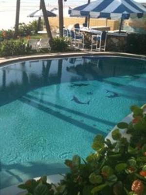 фото отеля Flamingo Inn Daytona Beach