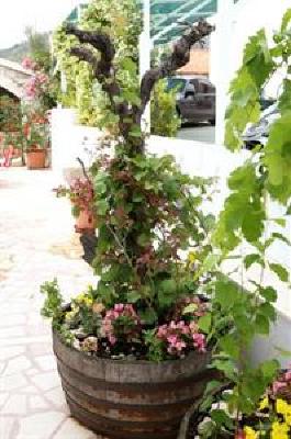 фото отеля Villa Rustica Dalmatia Apartment Seget Vranjica