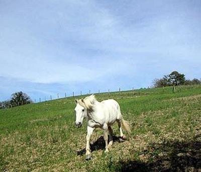 фото отеля La Tavola dei Cavalieri