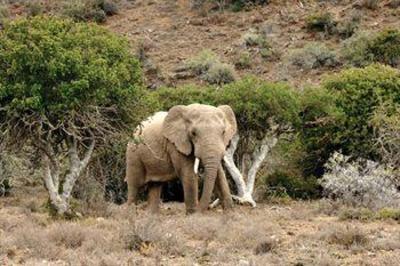 фото отеля Kuzuko Lodge Addo