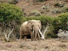 фото отеля Kuzuko Lodge Addo