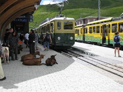 фото отеля Hotel Oberland Lauterbrunnen