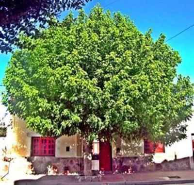 фото отеля Casa Arbol