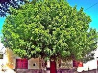Casa Arbol