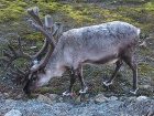 фото отеля Spitsbergen Guesthouse