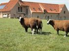 фото отеля Het Bintjeshof Bed and Breakfast Kortrijk