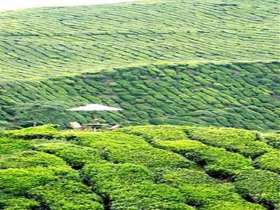 фото отеля Cameron Highlands Resort