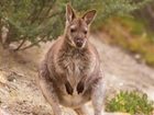 фото отеля Freycinet Lodge