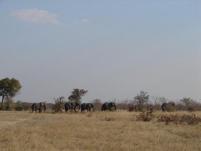 фото отеля Chobe Safari Camp