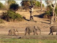 Chobe Safari Camp