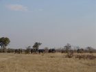 фото отеля Chobe Safari Camp